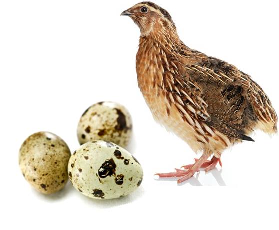 quail-eggs-and-their-unique-health-benefits